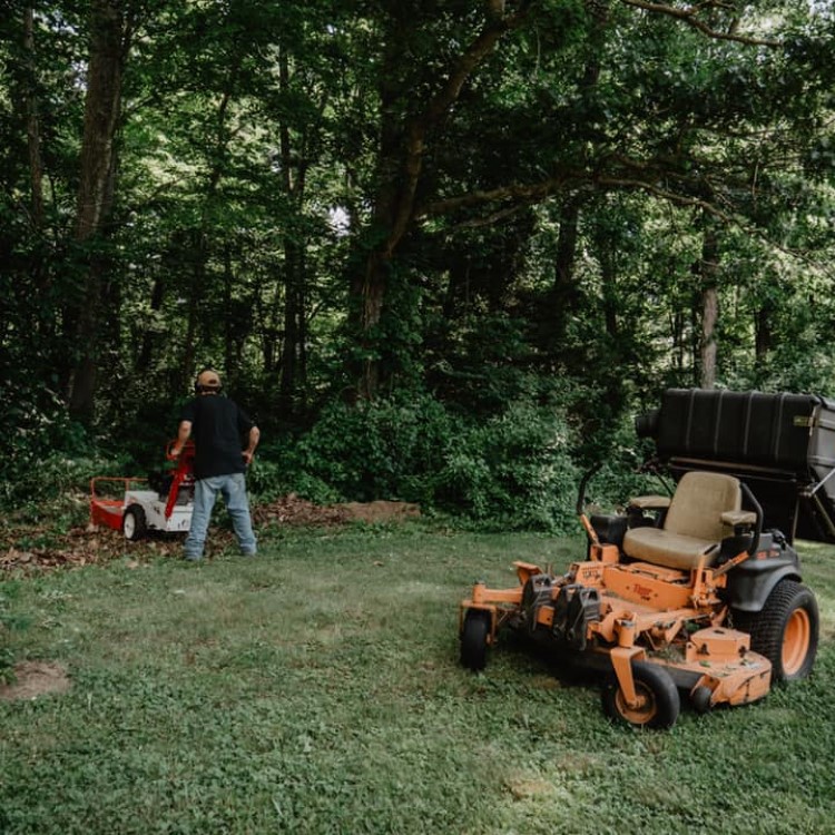 Denison Tree Removal