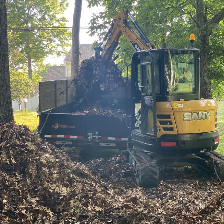 Denison Tree Removal