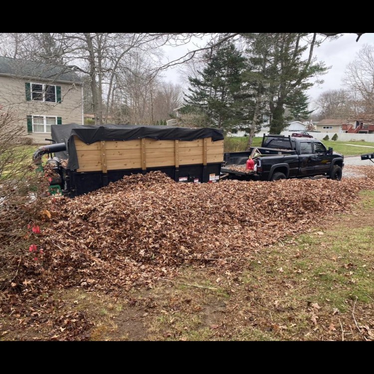 Denison Tree Removal