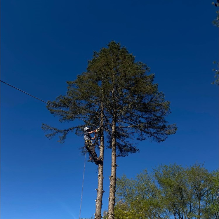 Denison Tree Removal