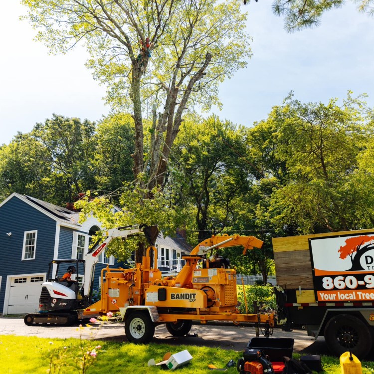 Denison Tree Removal