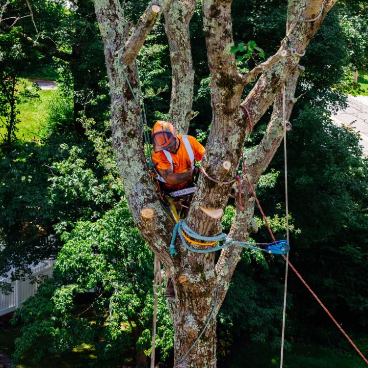 Denison Tree Removal