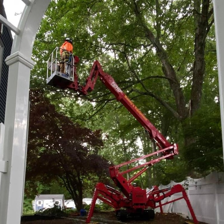 Denison Tree Removal