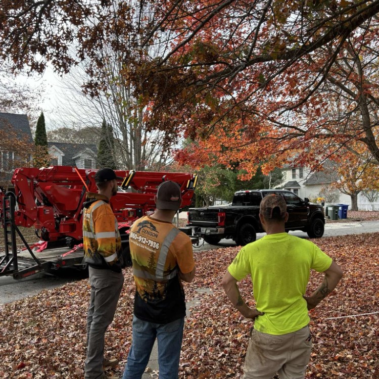 Denison Tree Removal