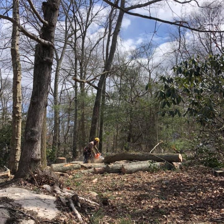 Denison Tree Removal