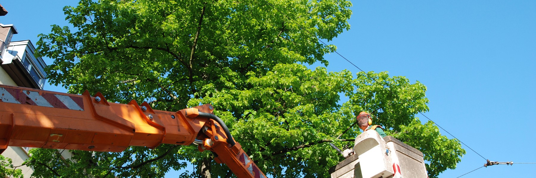 Denison Tree Removal