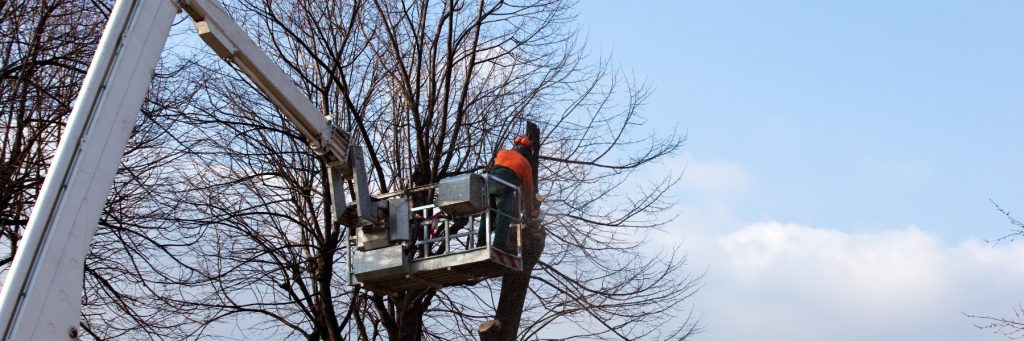 Denison Tree Removal