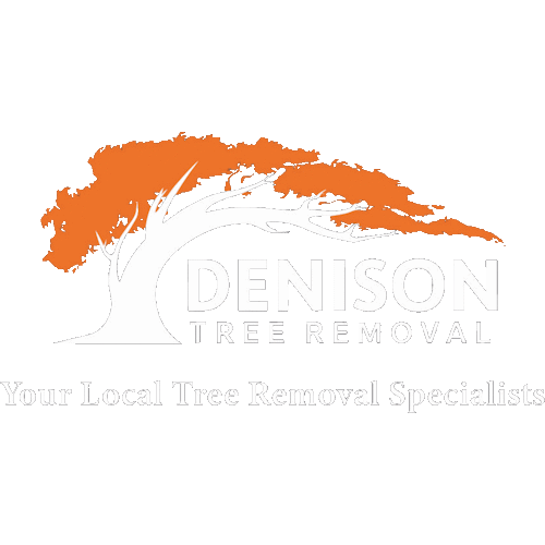 Denison Tree Removal