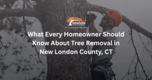 Climber in New London county. Denison Tree Removal Tips