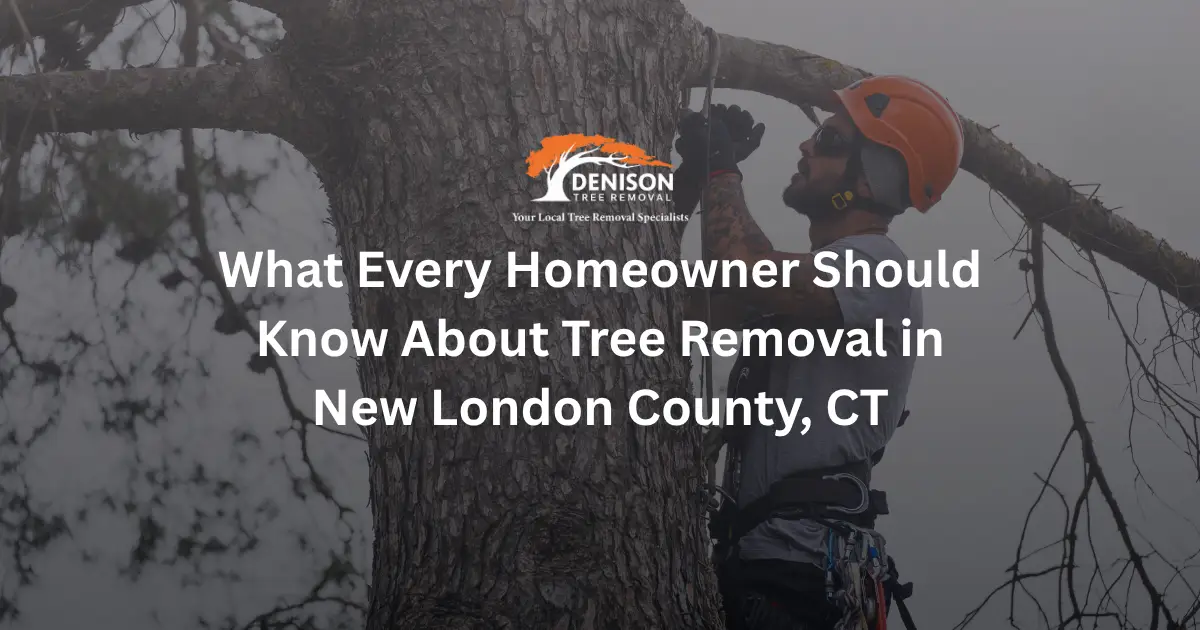 Climber in New London county. Denison Tree Removal Tips