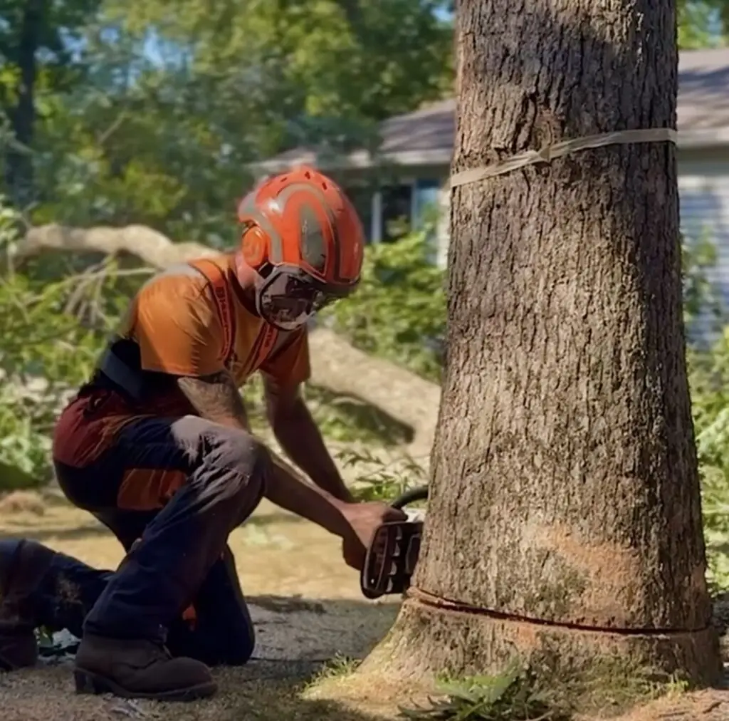 Professional Arborist in Mystic CT Denison Tree Removal